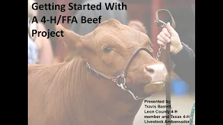 Getting Started With A 4-H Beef Project