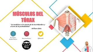 Anatomía - Músculos del Tórax (Cintura Pectoral y Costales, Origen, Inserción)