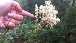 Таволга или Лабазник полезные свойства Лекарственная трава