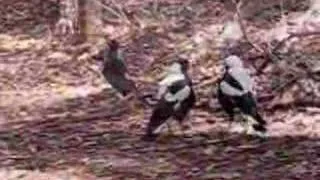 Magpies mating, Australia