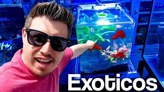 armando un NANO ACUARIO premium de GUPPYS EXOTICOS en el mercado de PECES   mixihuca