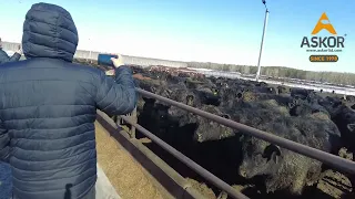 Kazbeef обзор откормочной площадки.