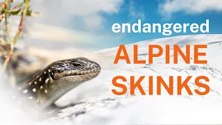 Stoked on Skinks - meet Australia's rare alpine lizards