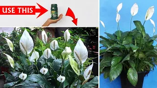 Peace Lily NOT Blooming? DO THESE & Get GUARANTEED Result!