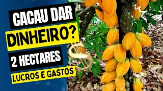 CACAU DAR DINHEIRO? QUANTO EU LUCREI COM 2 HECTARES DE CACAU? Ep 2