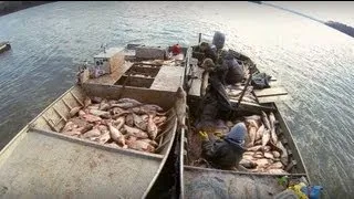 Carp Madness - Commercial Fishing Tournament