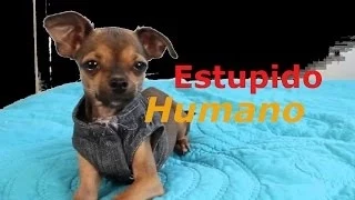 Estupido Humano | Hola Soy Mimi