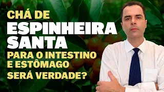 Chá de Espinheira Santa para o Estômago e Intestino. Será verdade?