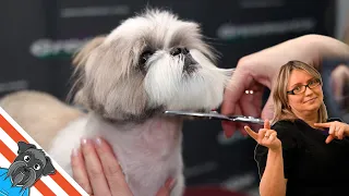 Quick and easy Beautiful Haircuts Shih Tzu