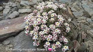 Garam Chashma Murdan,,, up mountains..... 💗