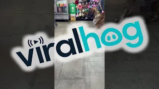 Two 8-Month-Old Puppies Meet || ViralHog