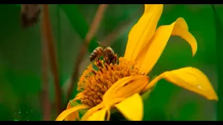 Meliponicultura: manejo responsable de las abejas sin aguijón - La Finca de Hoy