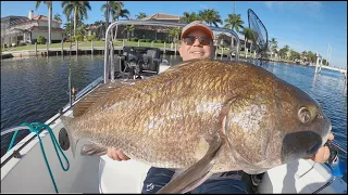 Tiny Canal Holds Huge Schools Of Giant Fish (Fishing Saltwater In Florida) Catching Big Black Drum