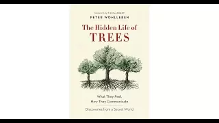 The Hidden Life of Trees | Non-fiction Review