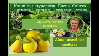 Айва - целебные свойства - советы натуропата Елены Свитко