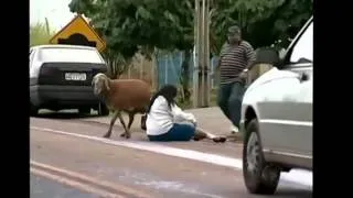 Crazy goat attacks people, Brazil