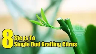 8 Steps To Single Bud Grafting Citrus