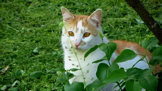 Tails bask in the sun, paws explore the world