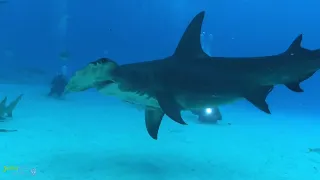 Best of Sharks  - Bahamas