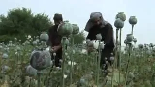 Afghan farmers harvest opium in dire economic times