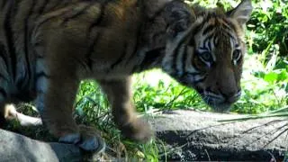 Malayan Tiger Cub On The Move - Very Cute! In HD