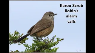 Karoo Scrub Robin alarm calls