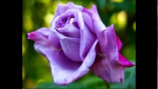 Top 10 mais belas Rosas do Mundo