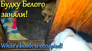 Алиса лиса. Оккупант собачьей будки (The occupant of the dog kennel).