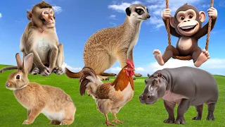 Cute Baby Monkeys - Rabbit, Meerkat, Hippopotamus, Chicken and Baboon - ANIMAL (BGM)