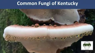 Common Kentucky Mushrooms - From the Woods Today - Episode 104