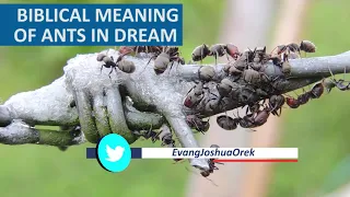 Biblical Meaning of ANTS in Dream - Dream About Ants