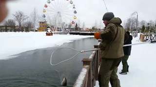 Форель ловим  на удочку в городском парке !!! Киров