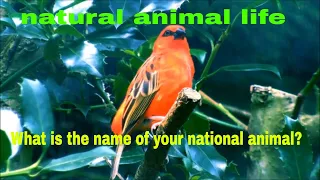 Spring The Return of Life The Secrets of Nature/ documentary/wild nature documentary 2020