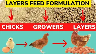 LAYER CHICKEN FEED FORMULATION. Make Your Own Layers Chicken Feed Easily. Chicks, Growers, Layers.