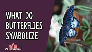 What Do Butterflies Symbolize?