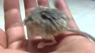 Tibet Pygmy Jerboa