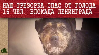 Как обычная собака Трезор в блокаду спасла 16 человек от смерти! Блокада Ленинграда. Война.