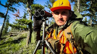 The MOST Bears/Cougars I've Seen Yet! -- Spring Bear Hunting Montana (2023)