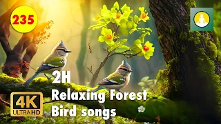 Plongée Nature 4K : Oiseaux Chanteurs dans les Bois en Temps Réel - Vidéo Relaxante - Meditation 235