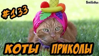 Приколы с Котами ДО СЛЁЗ Смешные коты и кошки 2018 Funny Cats