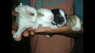 Ten Days Old Baby Bunnies || Rabbit || eyes open