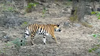 Tigress with cubs at Bandhavgarh National Park one India's top Tiger Parks {Very special tigers}