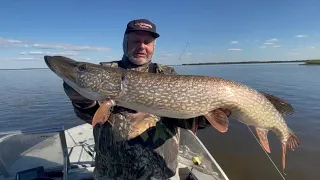 Щука на  Big Miuras Mouse. Pike Catch and Release