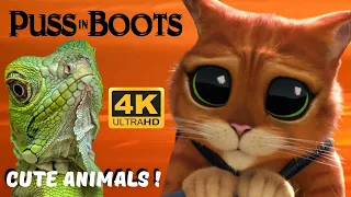 PUSS IN BOOTS LEARNS ANIMAL SOUNDS OF CUTE LITTLE ANIMALS - BEAR, LYNX, GOAT, HORSE, TIGER, CAT.