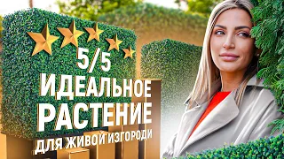 САМШИТ 🌿 посадка, полив, стрижка и уход. Самшит в ландшафтном дизайне