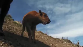 Amazing Mother Wild Yak Save Her Baby From Snow Leopard Hunting   Wolf vs Bison 3