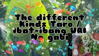 Ep#020-The different kinds of Taro/ Mga URI Ng Gabi