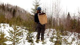 #6 Picking Green Alder Buds, First Seedlings and Gazebo Construction