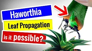 SUCCULENT PROPAGATION | Haworthia - POSSIBLE to Leaf Propagation?