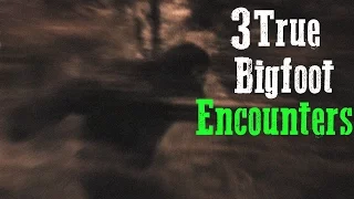 3 Bigfoot Stories That Will Scare You.